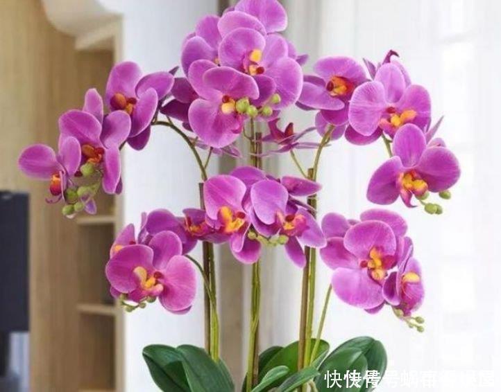 桔梗科|谁见了都喜欢的4种花，好养又漂亮，开起花来拦不住，美不胜收