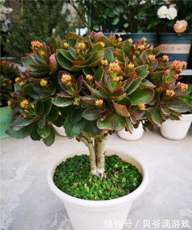 适合客厅养的“6种花”，一个比一个好养，一个比一个好看