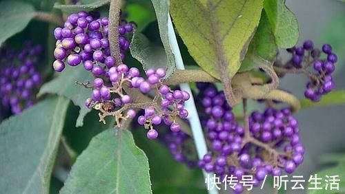 叶似枇杷叶,果实像紫珠,无论谁在村边偶遇,别无知当草,要重视