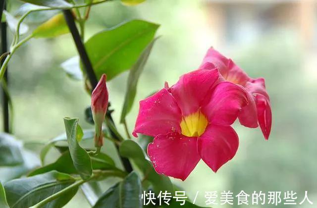 飘香藤长得像棵草,每次只开一朵花,狠心剪一剪是关键,别不舍得