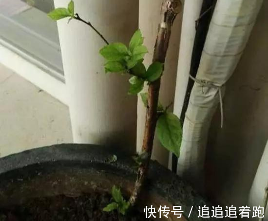 还在养吊兰3种花剪根枝，插土里就能活，半年成花墙，太惊艳了