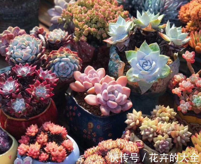 叶子|多肉爱喝2种水,夏季2周喂1次,叶子又肥又美,茎干不徒长