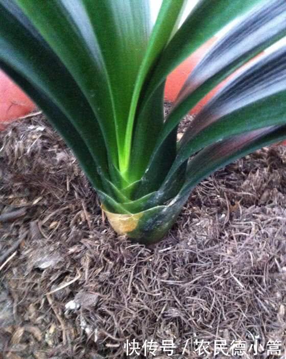 君子兰|家里养君子兰，花盆里加3种植料，盆土疏松肥沃，根壮叶绿花美！