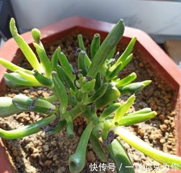养多肉植物吸财树的注意事项