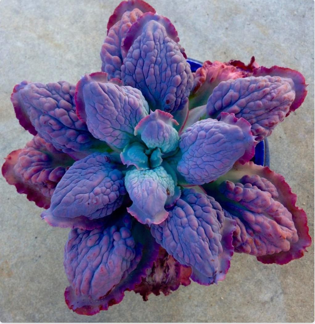 番杏科肉锥花属|美丽的多肉植物美丽多彩的就像是来自另一个星球的产物