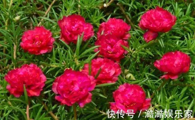 养花杀手养啥养不活这些花寓意好、皮实好养活,附养花技巧!