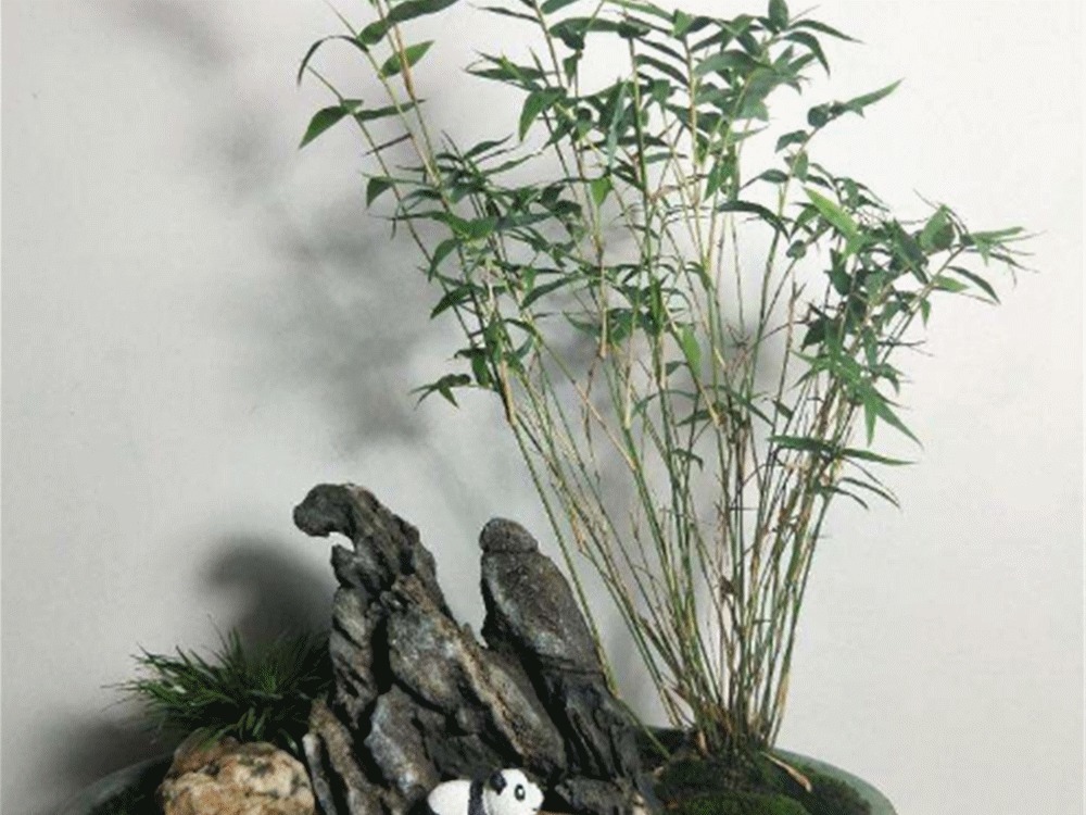清明时节挖“野竹”,带回家“6步”做盆景,能“医俗”,可聚灵