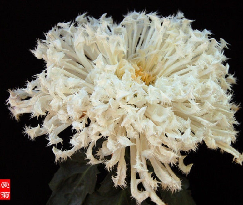 喜欢菊花不如养一盆“菊之珍品”，似光彩明霞，娇媚优雅