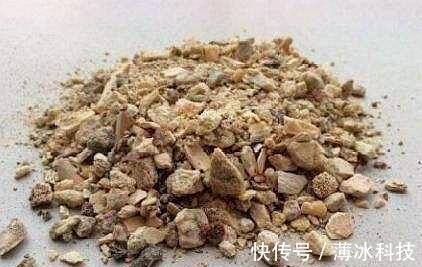 瓜子皮|什么花生壳、瓜子皮都不如“两种肥”,拿来养君子兰,叶绿花更旺