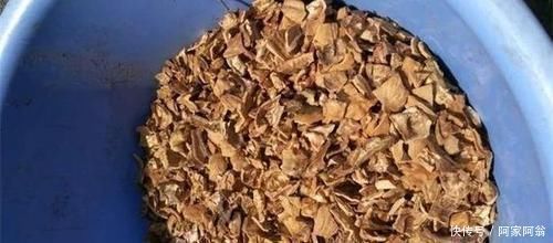 花卉|花盆里垫点这东西，营养土都不用买，养花全年不烂根