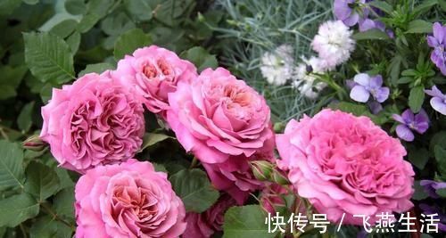 耐寒|3种花超级好养,超级耐寒,漂亮似牡丹花