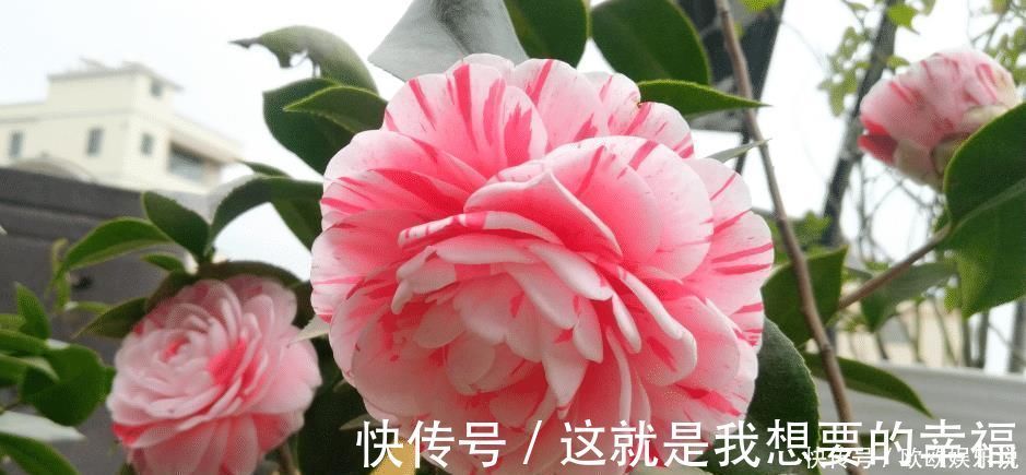 茶花|此花是中国传统名花,一树多色花,漂亮不输牡丹,北方也能养