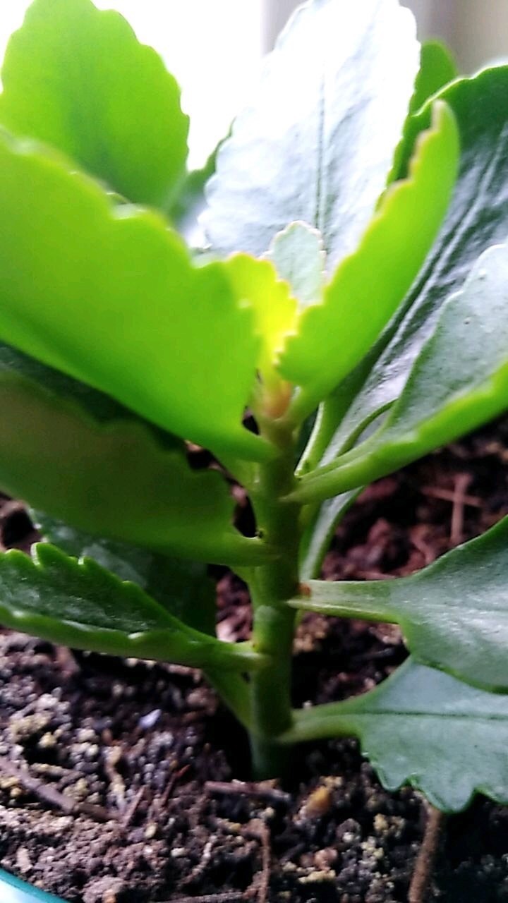 长寿花不能养得“太长寿”，难怪开花少、还容易生病