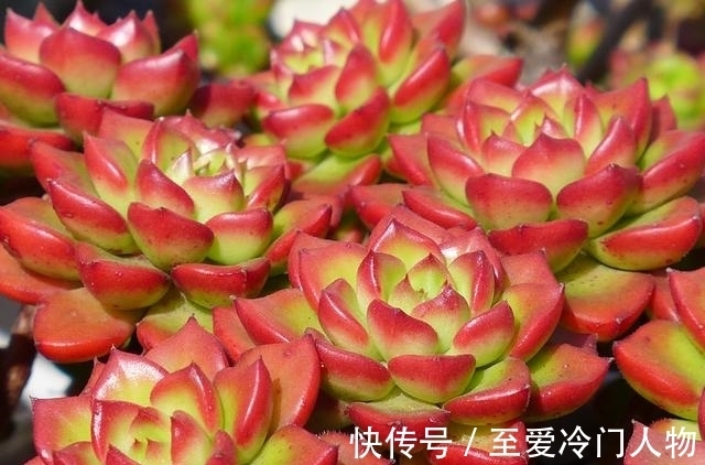 哪个品种让你爱上多肉?我因为紫乐入坑,已经被养成了大老桩