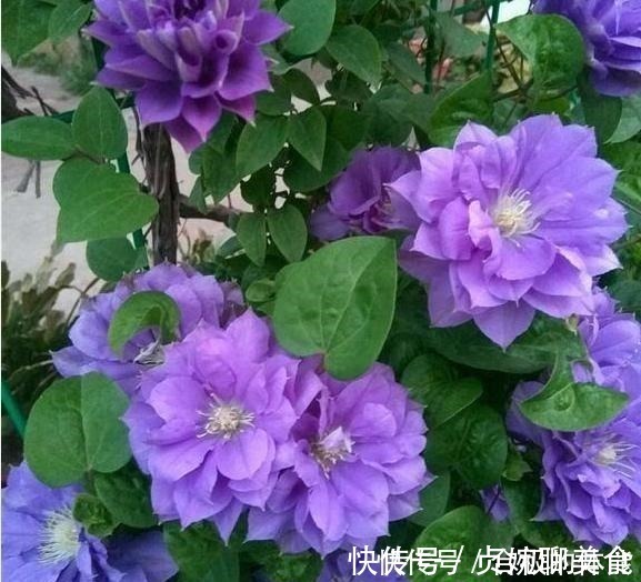 小花|她在小院子里种了一种花，开花独特又漂亮，路人都说“头回见”！