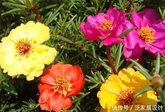 漂亮|几种花好养漂亮又便宜,开起花来拦不住,一开就停不下来
