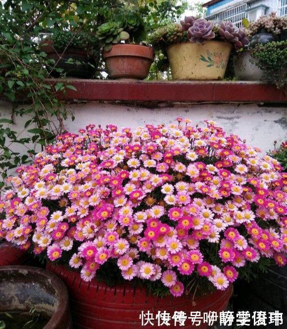 3种“掐头花”，娇生惯养不成器，天天修理它，月月爆花球