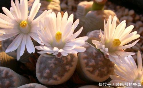 5种多肉植物,开花别剪掉,像中奖一样很少见,你家养过几种?