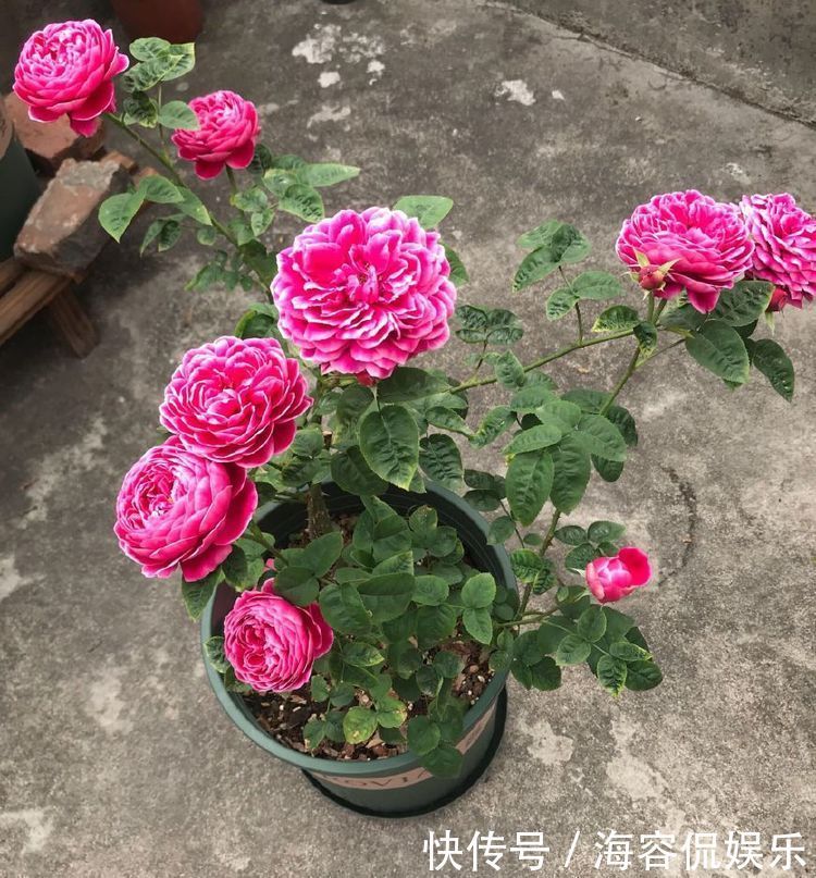 玛丽玫瑰|喜欢菊花,不妨试试“珍稀玫瑰”苹果挞玫瑰,粉黛佳人,高贵艳丽