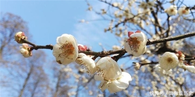 万树|隋朝金谷园万树梅花：腊月正月早惊春，梅花色白雪中明