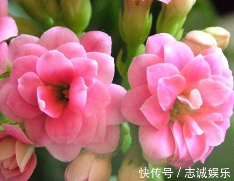 好养又容易开花的花卉,丢阳台随便一养美如画,开成花海蹭蹭冒