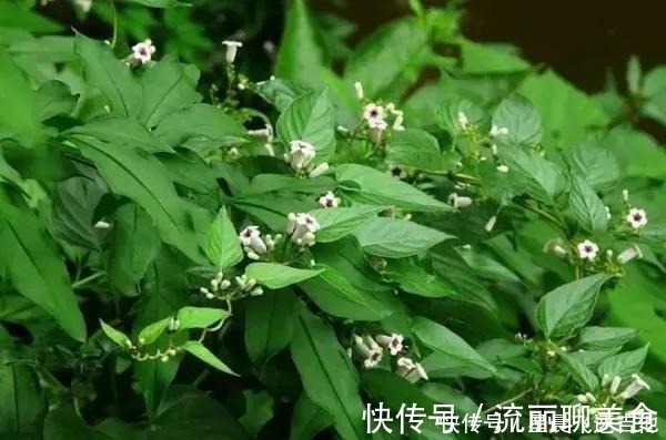 白毛鸡屎藤|闻着臭,吃着香,嫩用是菜,晒干是药,作用真不小,你或许见过