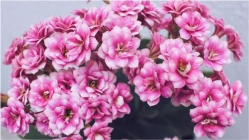 扦插的长寿花叶子已经长根但不发枝怎么处理?