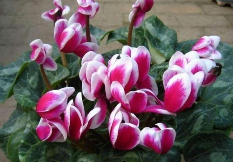 养护|最适合新手养的4种花,沾土就能活,开花超漂亮,花期还长