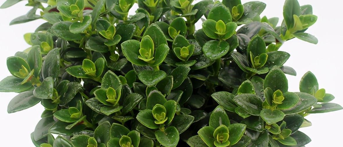 金鱼吊兰如何养,做到这5点,会长一堆小金鱼