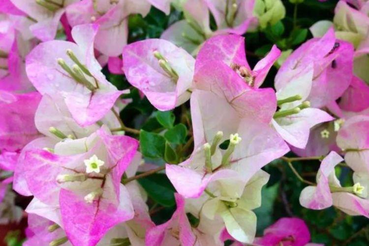 阳台养这几朵花,花开不断,开花漂亮花期长,谁养谁喜欢