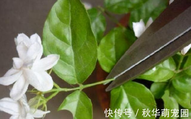 想要茉莉多开花,记住“十二字”口诀,一茬一茬开香花