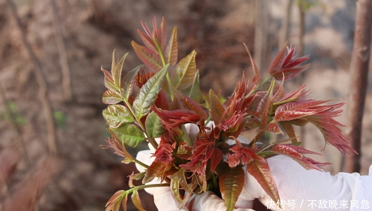高血压者,不仅要减少盐分摄入,为了血管健康,3种素食也要少吃