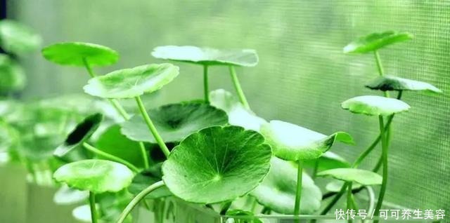 这些植物一定要勤浇水，不然分分钟“渴死”！