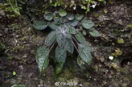 极危物种|云南天坑接连发现百年极危物种