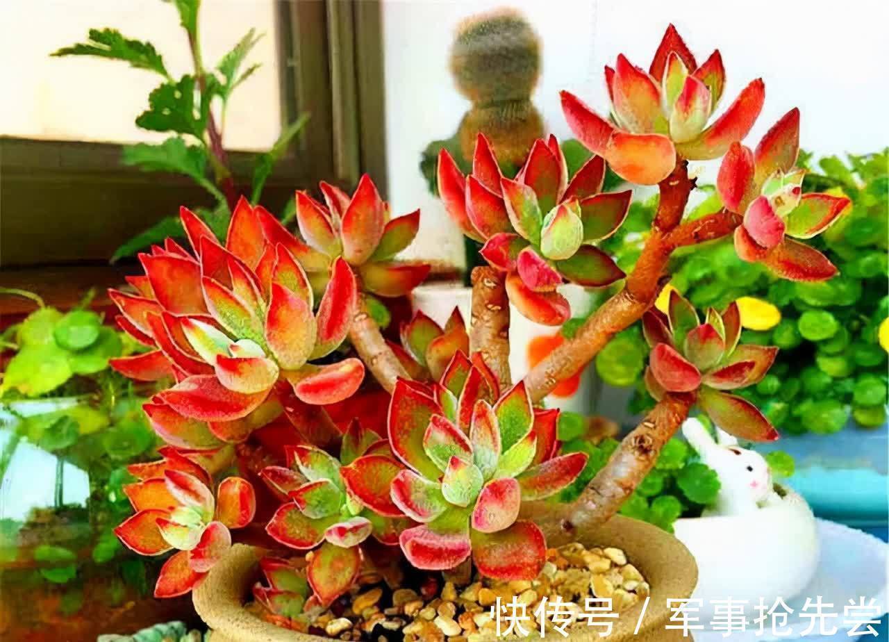秋冬|他养多肉10多年,总结出9个易出“高价老桩”的品种,适合新手