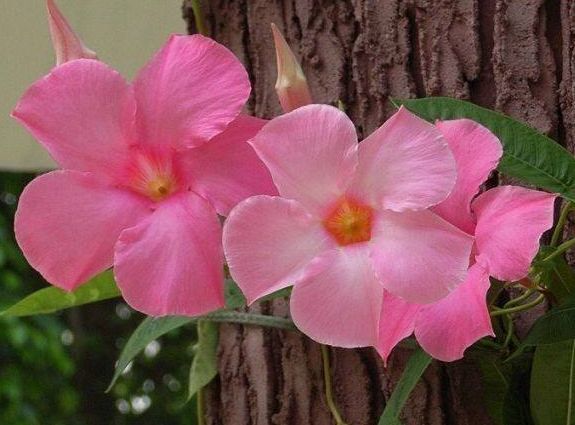 几种花一年开花不断,开起花来拦不住,美不胜收,你养了吗