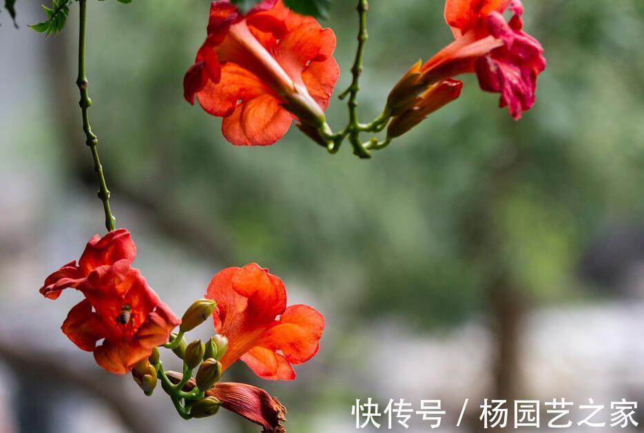 邻居|一棵凌霄花，两家好邻居闹情绪，凌霄花错了吗