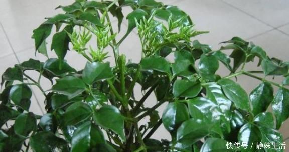 矿泉水瓶|这3棵“树”买不起,偷偷截一段,埋下就能活,方便还实惠