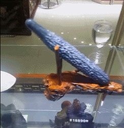 |搞笑GIF:我都出来二十多年了,你外婆也没找过我!