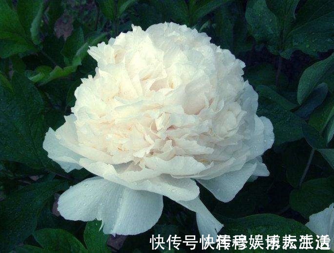 生肖|遇到这三生肖的男人就嫁了吧,顾家疼老婆,典型好丈夫模范