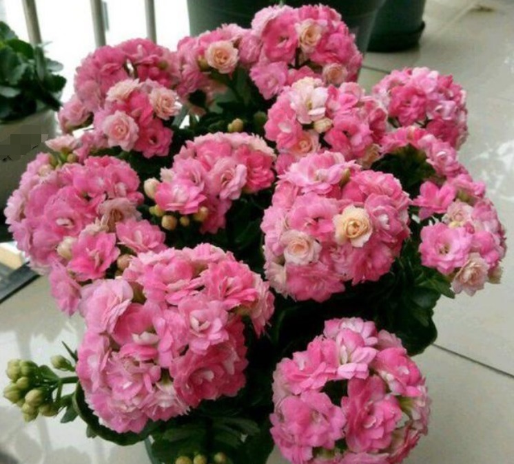 4种花好养又漂亮，开花爆盆很简单，满树都是花朵，漂亮极了