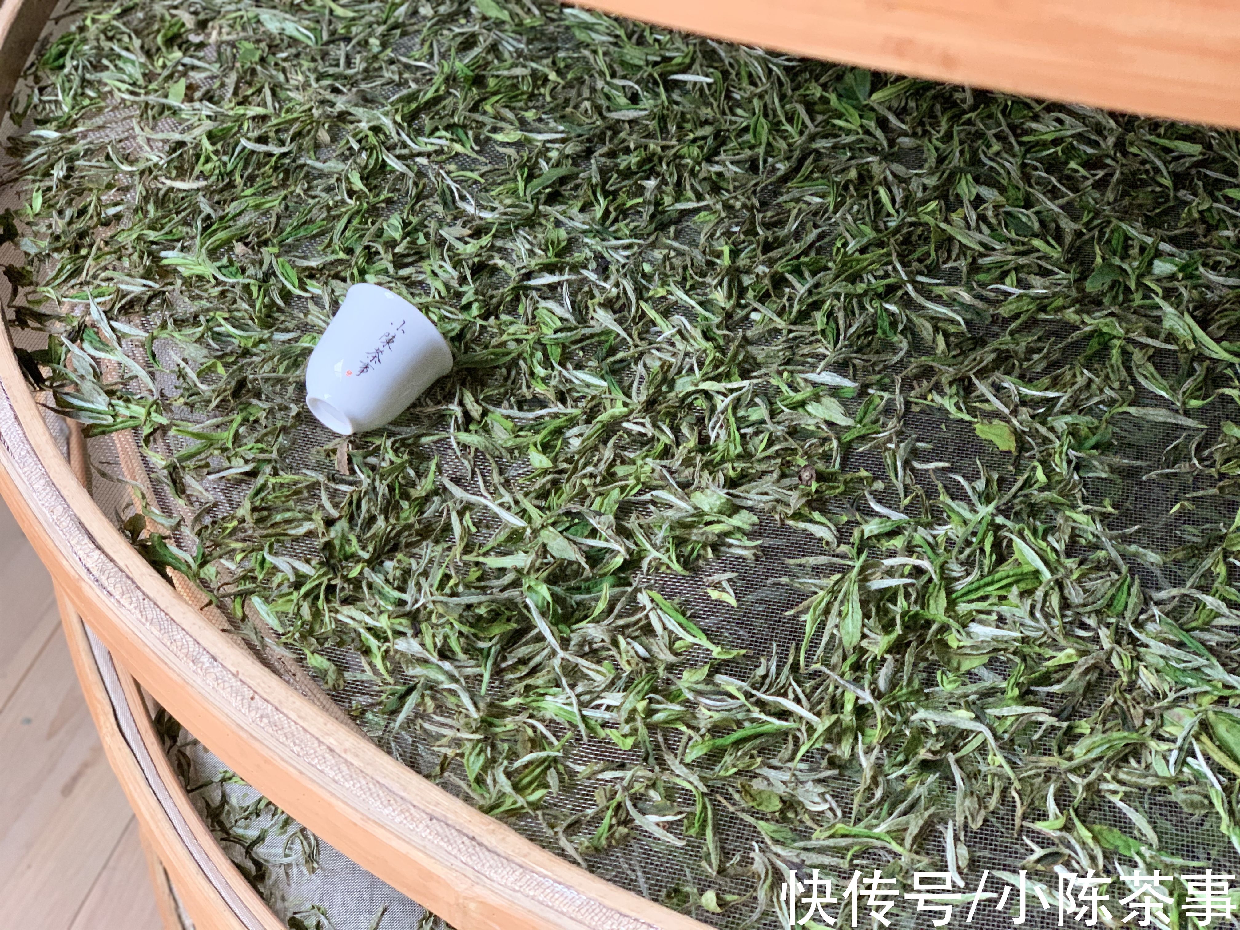 宝玉@什么是白茶的鲜爽感？什么是青味？一篇文章给你捋清，别再误会了