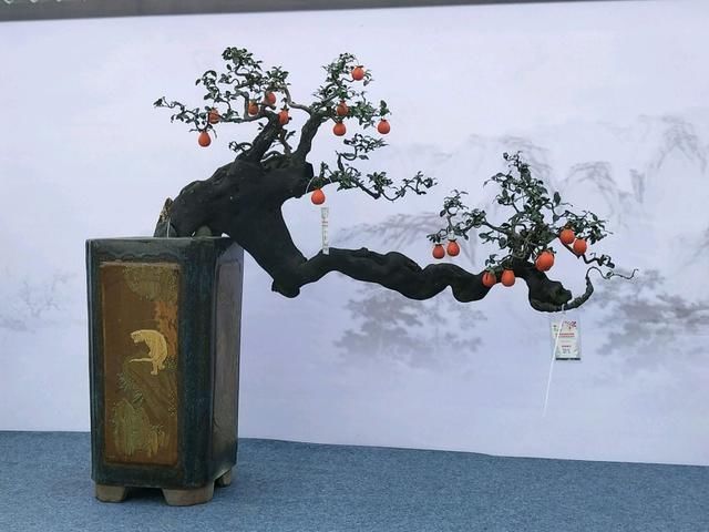 蜂窝煤|找到了一株金弹子盆景生桩头,可以使用纯的蜂窝煤球来发根吗