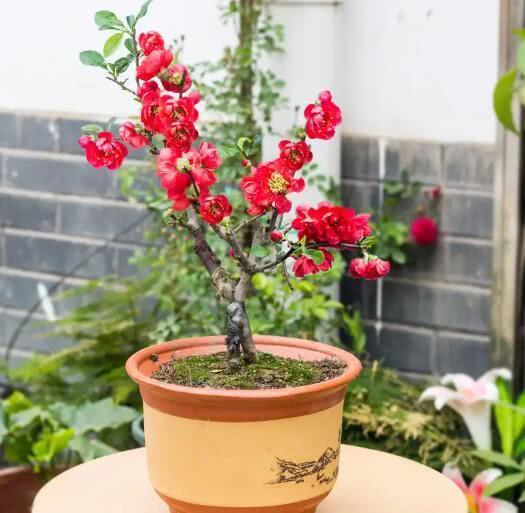 海棠花色艳丽,海棠盆景有富贵的象征,海棠盆景如何养护