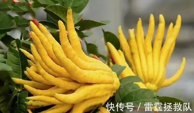 3种“吉利树”,家里种一棵,多福高寿,子孙也受益