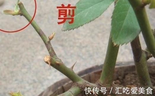 月季病害多，开花少，这2件事要常做，学会这些，叶茂花更旺