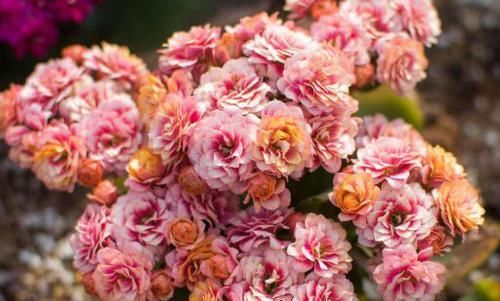 开花|最会开花的4款花,全年花开,花多易爆盆,种植简单,室内也能栽