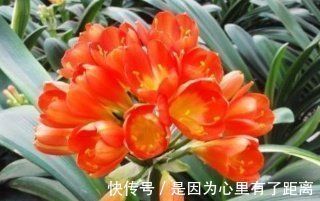 养花|最厉害的养花营养液给花喝一勺,啥花都喜欢,花开满枝条