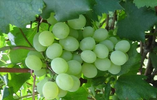 想长寿先养生，女性坚持吃三种食物，健脾养胃，清热祛湿，更健康