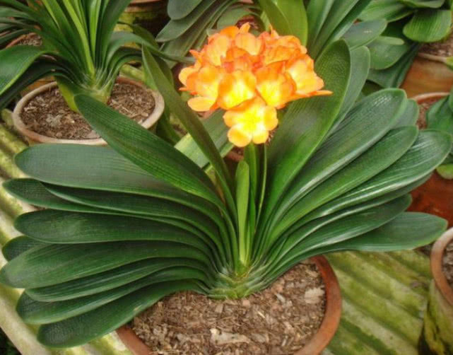 想要“君子兰”开花多、花期长、不夹箭,掌握几点就够了,美!